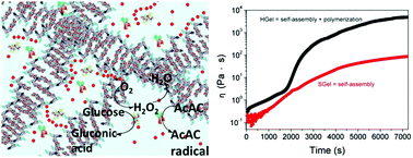 Graphical abstract: Viscosity-controlled printing of supramolecular-polymeric hydrogels via dual-enzyme catalysis