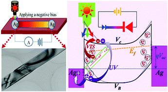 Graphical abstract: Surface state controlled ultrahigh selectivity and sensitivity for UV photodetectors based on individual SnO2 nanowires