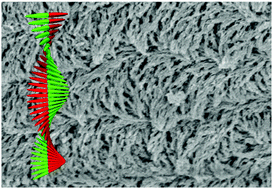 Graphical abstract: Chiral nematic mesoporous magnetic ferrites