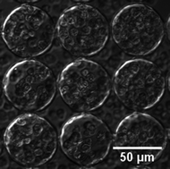 Graphical abstract: Design of biomimetic substrates for long-term maintenance of alveolar epithelial cells