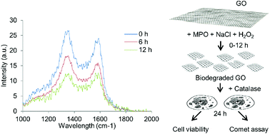 Graphical abstract: Graphene oxide is degraded by neutrophils and the degradation products are non-genotoxic