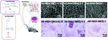 Graphical abstract: In situ cross-linkable hyaluronic acid hydrogels using copper free click chemistry for cartilage tissue engineering