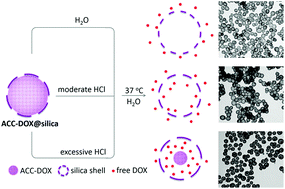 Graphical abstract: Engineered doxorubicin-calcium@silica nanospheres with tunable degradability for controlled drug delivery