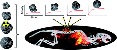 Graphical abstract: Quantitative SPECT imaging and biodistribution point to molecular weight independent tumor uptake for some long-circulating polymer nanocarriers