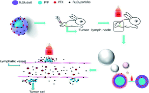 Graphical abstract: Phase-shifted paclitaxel-loaded multifunctional contrast agent for US/MR imaging and synergistic hyperthermal/chemotherapy of metastasis in lymph nodes