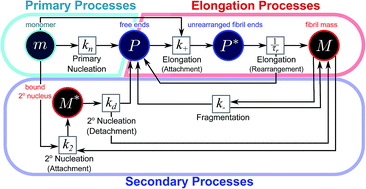 Graphical abstract: Scaling behaviour and rate-determining steps in filamentous self-assembly