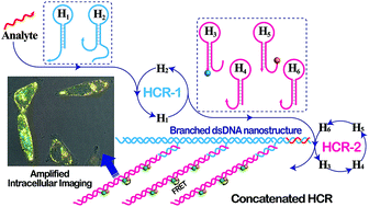 Graphical abstract: Construction of an autonomously concatenated hybridization chain reaction for signal amplification and intracellular imaging