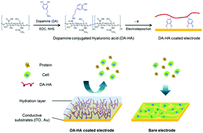 Graphical abstract: Electrochemical deposition of dopamine–hyaluronic acid conjugates for anti-biofouling bioelectrodes