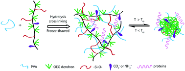 Graphical abstract: Thermoresponsive double network cryogels from dendronized copolymers showing tunable encapsulation and release of proteins