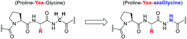 Graphical abstract: Variation in the Yaa position of collagen peptides containing azaGlycine