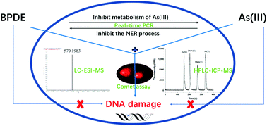 Graphical abstract: Inhibition of arsenite methylation induces synergistic genotoxicity of arsenite and benzo(a)pyrene diol epoxide in SCC-7 cells