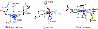 Graphical abstract: Iron transitions during activation of allosteric heme proteins in cell signaling