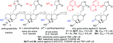 Graphical abstract: Discovery and preliminary SAR of 14-aryloxy-andrographolide derivatives as antibacterial agents with immunosuppressant activity