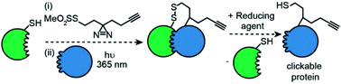 Graphical abstract: Design and synthesis of cysteine-specific labels for photo-crosslinking studies