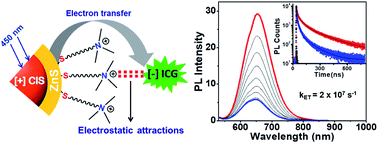 Graphical abstract: Electrostatically regulated photoinduced electron transfer in “cationic” eco-friendly CuInS2/ZnS quantum dots in water