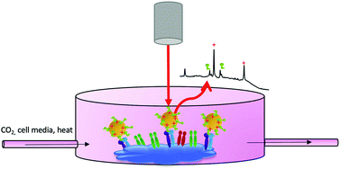 Graphical abstract: Protein corona-resistant SERS tags for live cell detection of integrin receptors