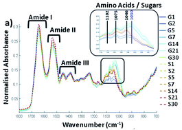 Graphical abstract: Quantification of protein glycation using vibrational spectroscopy