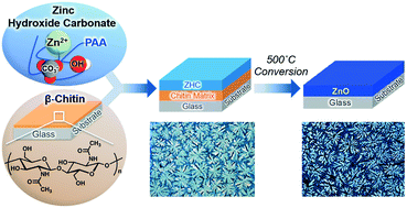 Graphical abstract: Development of biomineralization-inspired hybrids based on β-chitin and zinc hydroxide carbonate and their conversion into zinc oxide thin films