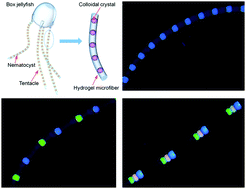 Graphical abstract: Bioinspired hydrogel microfibres colour-encoded with colloidal crystals