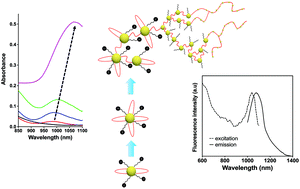 Graphical abstract: High photoluminescence of shortwave infrared-emitting anisotropic surface charged gold nanoclusters