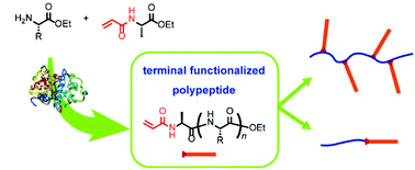 Graphical abstract: Facile terminal functionalization of peptides by protease-catalyzed chemoenzymatic polymerization toward synthesis of polymeric architectures consisting of peptides
