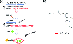 Graphical abstract: A photo-regulated aptamer sensor for spatiotemporally controlled monitoring of ATP in the mitochondria of living cells