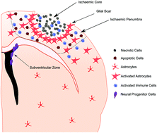 Graphical abstract: Self-assembling injectable peptide hydrogels for emerging treatment of ischemic stroke