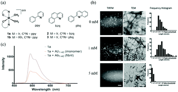 Graphical abstract: Transition metal complexes as imaging or therapeutic agents for neurodegenerative diseases