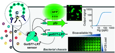 Graphical abstract: Engineering of a Au-sensor to develop a Hg-specific, sensitive and robust whole-cell biosensor for on-site water monitoring