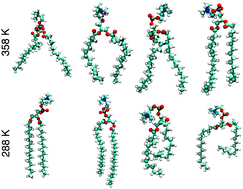 Graphical abstract: A machine learning study of the two states model for lipid bilayer phase transitions