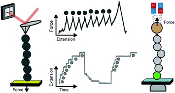 Graphical abstract: The nanomechanics of individual proteins