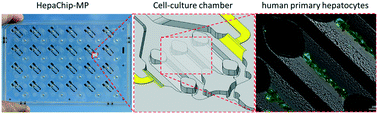 Graphical abstract: HepaChip-MP – a twenty-four chamber microplate for a continuously perfused liver coculture model