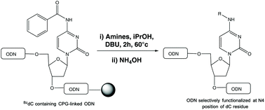 Graphical abstract: Post-synthetic transamination at position N4 of cytosine in oligonucleotides assembled with routinely used phosphoramidites