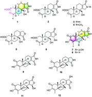 Graphical abstract: Novel 3,4-seco-3,19-dinorspongian and 5,17-epoxy-19-norspongian diterpenes from the marine sponge Spongia sp.
