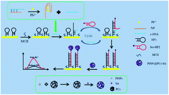 Graphical abstract: An electrochemical aptasensor for lead ion detection based on catalytic hairpin assembly and porous carbon supported platinum as signal amplification