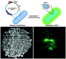 Graphical abstract: Particle-attachment crystallization facilitates the occlusion of micrometer-sized Escherichia coli in calcium carbonate crystals with stable fluorescence