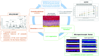 Graphical abstract: Assessment of the skin barrier function in the reconstructed human epidermis using a multimodal approach at molecular, tissue and functional levels