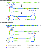Graphical abstract: A rapid variant-tolerant reverse transcription loop-mediated isothermal amplification assay for the point of care detection of HIV-1