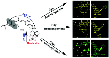 Graphical abstract: A coumarin-based fluorescence sensor for rapid discrimination of cysteine/homocysteine and glutathione under dual excitation wavelengths