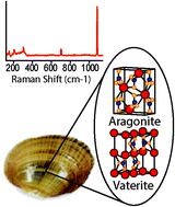 Graphical abstract: Non-destructive raman spectroscopic determination of freshwater mollusk composition, growth, and damage repair