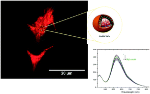 Graphical abstract: Ru(ii)/BODIPY core co-encapsulated ratiometric nanotools for intracellular O2 sensing in live cancer cells