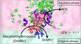 Graphical abstract: On the origin of chaotrope-modulated electrocatalytic activity of cytochrome c at electrified aqueous|organic interfaces