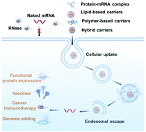 Graphical abstract: Emerging mRNA technologies: delivery strategies and biomedical applications