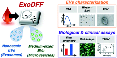 Graphical abstract: Direct isolation of circulating extracellular vesicles from blood for vascular risk profiling in type 2 diabetes mellitus