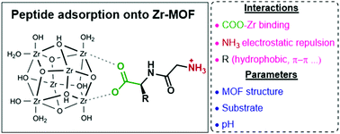 Graphical abstract: Which factors govern the adsorption of peptides to Zr(iv)-based metal–organic frameworks?