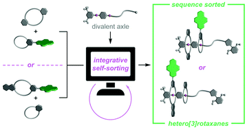 Graphical abstract: Sequence-sorted redox-switchable hetero[3]rotaxanes