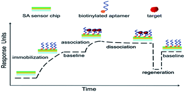 Graphical abstract: Aptamer based surface plasma resonance assay for direct detection of neuron specific enolase and progastrin-releasing peptide (31-98)