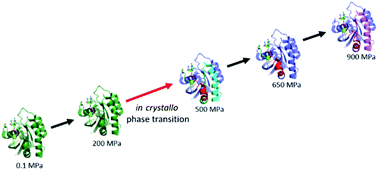 Graphical abstract: Equilibria between conformational states of the Ras oncogene protein revealed by high pressure crystallography