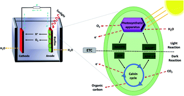 Graphical abstract: Evaluation of photoanode materials used in biophotovoltaic systems for renewable energy generation