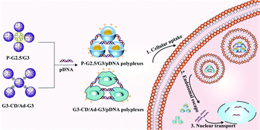 Graphical abstract: Impact of molecular rigidity on the gene delivery efficiency of core–shell tecto dendrimers